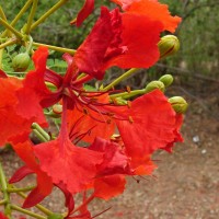 Delonix regia (Bojer ex Hook.) Raf.